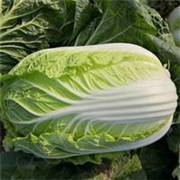 河北大白菜代办代收公司