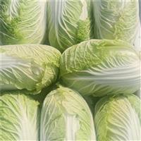 河北大白菜多少钱一斤
