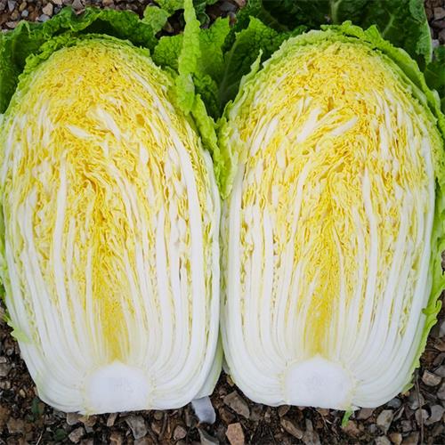 河北大白菜收购批发商