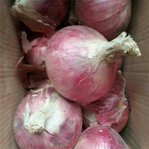 邯郸洋葱代办代收