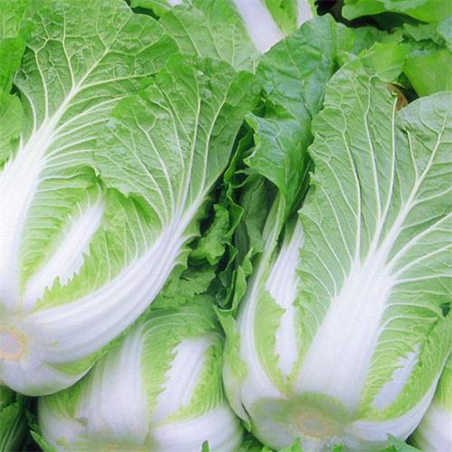 河北大白菜种植基地批发价格