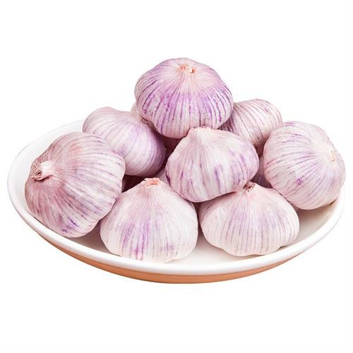 邯郸紫皮蒜-紫皮蒜批发价格