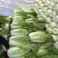河北大白菜主产地在哪