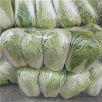 河北大白菜批发市场地址