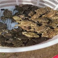 济宁蟾蜍引种