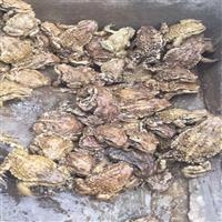 济宁蟾蜍癞蛤蟆养殖场