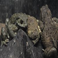 山东蟾蜍养殖手续办理