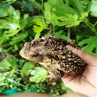 济宁蟾蜍养殖场联系电话