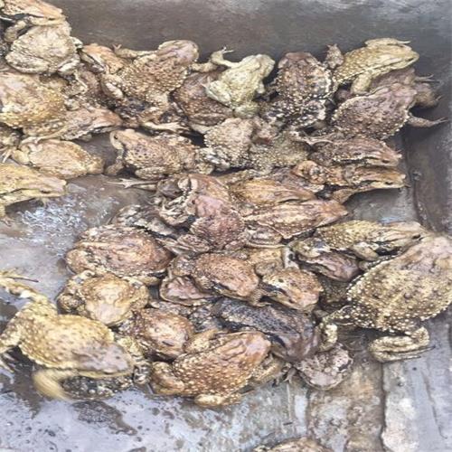 济宁蟾蜍癞蛤蟆养殖场