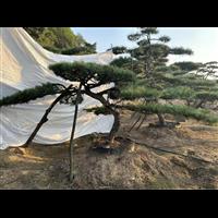 济南造型油松