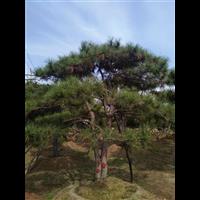 造型松