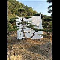 山东造型油松