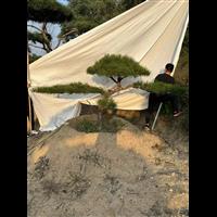 造型油松在冬季过量浇水的危害