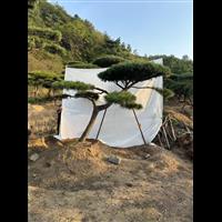 造型松