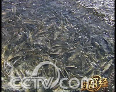 大黄鱼批发 