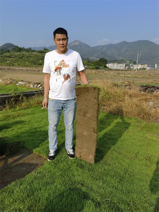 湖南马尼拉草皮 绿化草卷