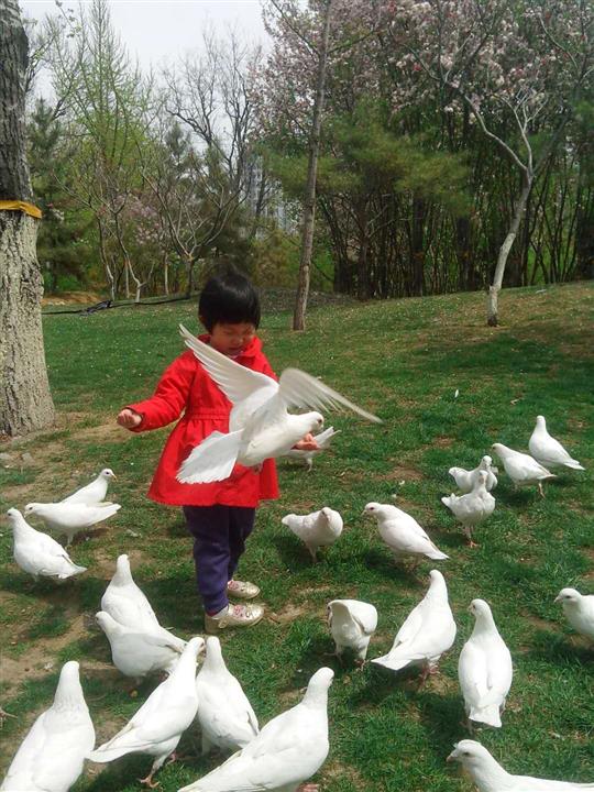 广场鸽投放项目资金的合理分配方式