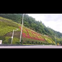 平昌护坡植物墙项目-贵州贵阳生态植物墙