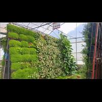 植物培育及选育系统|贵州贵阳垂直绿化墙