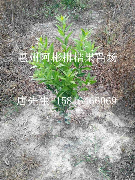 广西蕉柑苗\广西批发蕉柑苗\大量供应蕉柑苗 