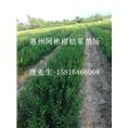 广东供应柑桔苗-东莞柑桔苗-东莞柑桔苗供应商 
