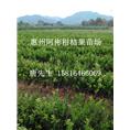 广东柑桔苗批发；惠州柑桔苗基地；大量供应柑桔苗 