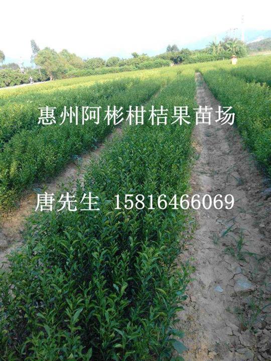 广东供应柑桔苗-东莞柑桔苗-东莞柑桔苗供应商 