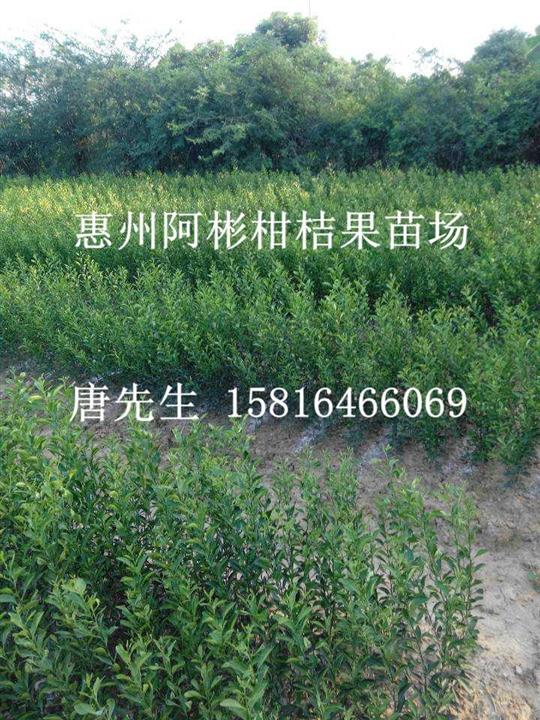 销售柑桔苗；广西柑桔苗批发；桂林柑桔苗基地 