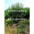 优质嫁接种源苗\中山嫁接种源苗\广东嫁接种源苗 