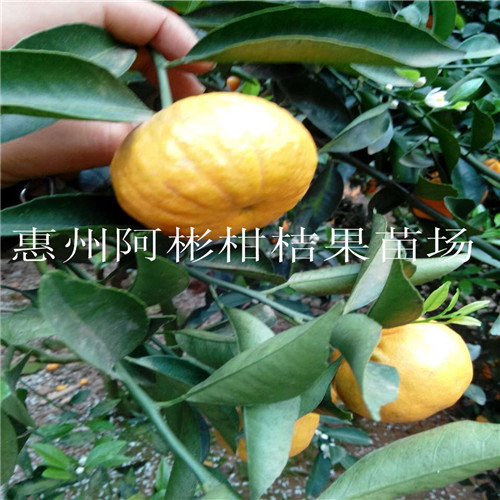 广东春甜桔苗&广东二代春甜桔苗 
