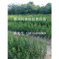 销售柑桔苗；广西柑桔苗批发；桂林柑桔苗基地 