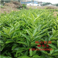 杨山桔苗,惠州杨山桔苗,广东