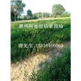 广东柑桔苗|惠州柑桔苗价格|供应惠州柑桔苗 