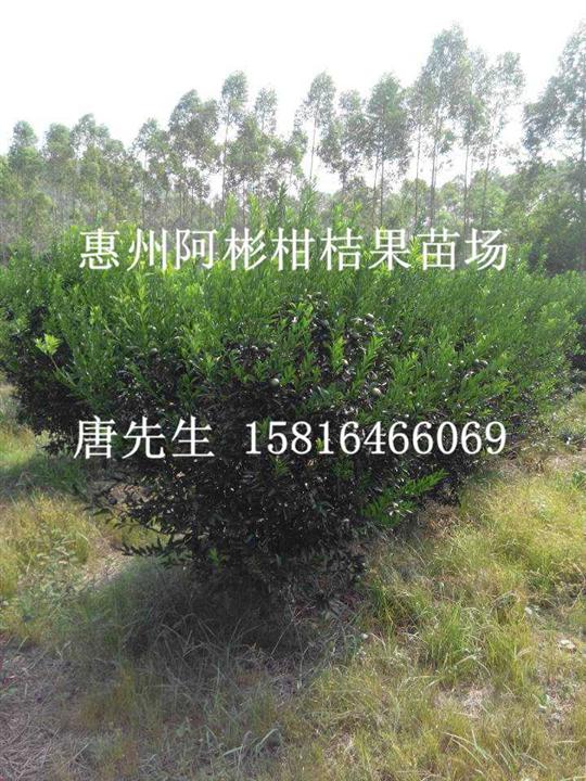 供应嫁接种源苗|广西嫁接种源苗|广西嫁接种源苗价格 