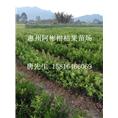 出售广东柑桔苗@东莞柑桔苗价格@东莞柑桔苗基地 