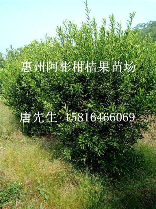广东嫁接种源苗，深圳嫁接种源苗价格，批发嫁接种源苗 