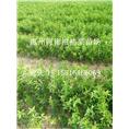 佛山柑桔苗\佛山出售柑桔苗\广东柑桔苗价格 