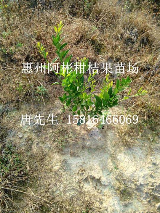 广东贡柑苗，广州贡柑苗价格，广东贡柑苗批发 
