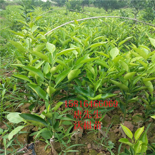 沃柑苗,惠州沃柑苗,广东沃柑苗