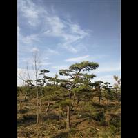 内蒙古造型松