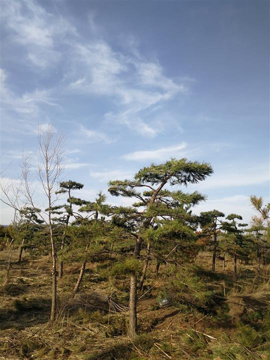 内蒙古造型松