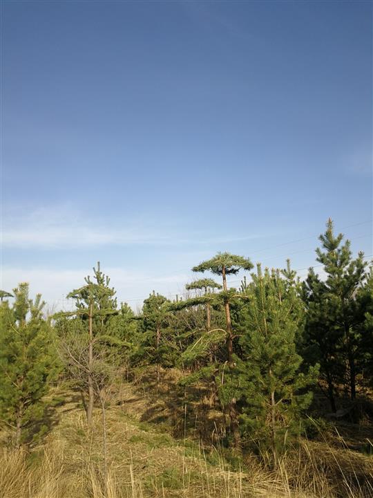 内蒙古造型松