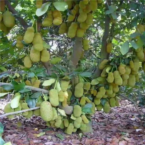 海南热带果苗种植基地